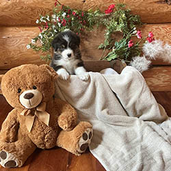 sirius aussies australian shepherd 5 weeks old puppy, 2 available